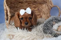 Paisley, a female Cavalier King Charles Spaniel for sale in Fresno, OH – Photo 1 of 9
