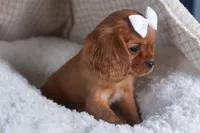 Paisley, a female Cavalier King Charles Spaniel for sale in Fresno, OH – Photo 6 of 9