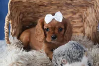 Paisley, a female Cavalier King Charles Spaniel for sale in Fresno, OH – Photo 7 of 9