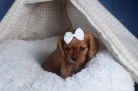 Paisley, a female Cavalier King Charles Spaniel for sale in Fresno, OH – Photo 4 of 9