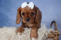 Paisley, a female Cavalier King Charles Spaniel for sale in Fresno, OH – Photo 8 of 9