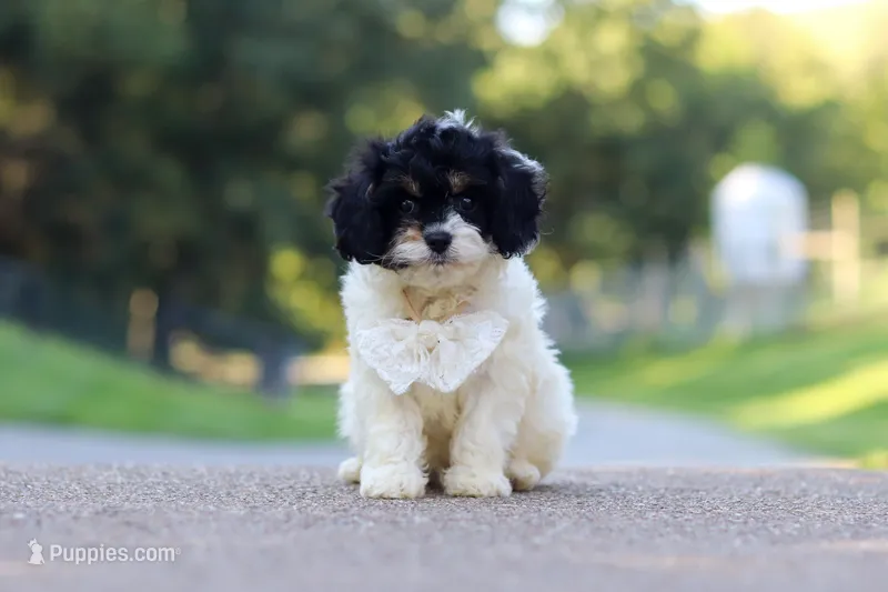 Rubble – Cavapoo puppy for sale in Fresno, OH