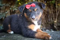 Lincoln💙, a female Miniature Aussiedoodle for sale in Fresno, OH – 5 of 7
