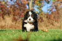 Colt, a male Miniature Bernedoodle for sale in Fresno, OH – 2 of 5