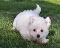Roscoe💙, a male Maltese for sale in Fresno, OH – 2 of 7