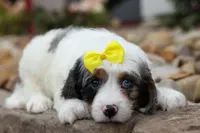  Preston🎀, a female Cavapoo for sale in Fresno, OH – 2 of 10