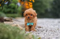 Luca, a male Cavapoo for sale in Fresno, OH – 5 of 9