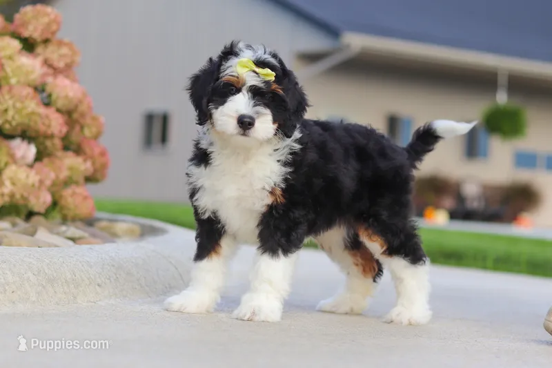 Hilary – Miniature Bernedoodle puppy for sale in Fresno, OH