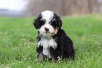 Kendrick, a male Miniature Bernedoodle for sale in Fresno, OH – Photo 3 of 7