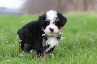 Kendrick, a male Miniature Bernedoodle for sale in Fresno, OH – Photo 5 of 7