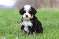 Kendrick, a male Miniature Bernedoodle for sale in Fresno, OH – Photo 4 of 7