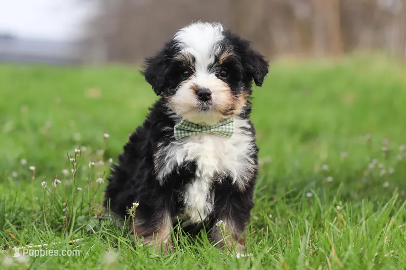Kendrick – Miniature Bernedoodle puppy for sale in Fresno, OH