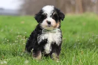 Kendrick, a male Miniature Bernedoodle for sale in Fresno, OH – Photo 1 of 7
