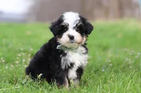 Kendrick, a male Miniature Bernedoodle for sale in Fresno, OH – Photo 2 of 7
