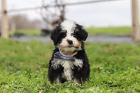 Kendrick, a male Miniature Bernedoodle for sale in Fresno, OH – Photo 7 of 7