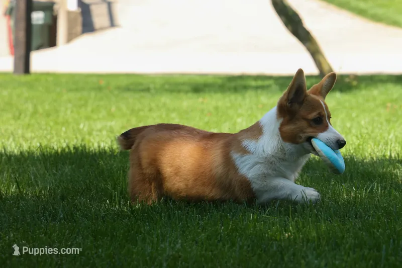 🐾 MEET WREN 🐶❤️ – Pembroke Welsh Corgi puppy for sale in Fresno, OH
