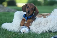 Hunter 💙🐾, a male Miniature Dachshund for sale in Fresno, OH – 2 of 10