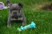 Kilo , a male French Bulldog for sale in Fresno, OH – 10 of 10