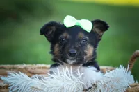 Lando ✨, a female Miniature Aussiedoodle for sale in Fresno, OH – 4 of 8