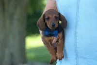 Hunter 💙🐾, a male Miniature Dachshund for sale in Fresno, OH – 3 of 10