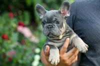 🐾 Mateo, a male French Bulldog for sale in Fresno, OH – 6 of 9