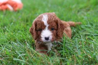 Wilma, a female Cavapoo for sale in Fresno, OH – 6 of 10