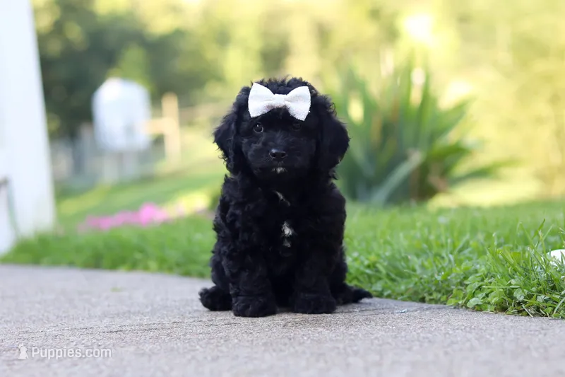 Juniper – Cavapoo puppy for sale in Fresno, OH