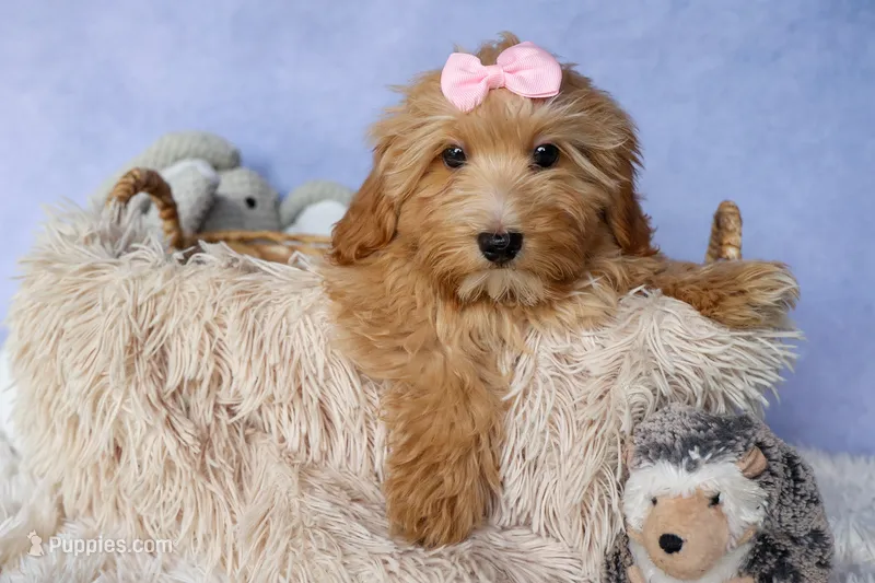 Ember 💛🐾 – Havapoo puppy for sale in Fresno, OH