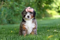 Dixie, a female Miniature Bernedoodle for sale in Fresno, OH – 4 of 6