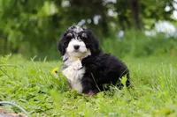 Slinky, a male Miniature Bernedoodle for sale in Fresno, OH – 4 of 8