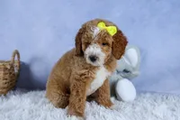 🐾 Meet Nova – F2B Mini Goldendoodle Puppy 🐾, a female Miniature Goldendoodle for sale in Fresno, OH – 5 of 10