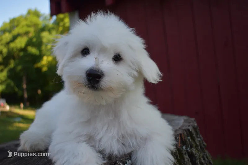 Justin  – Maltese puppy for sale in Fresno, OH