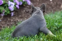 Francie💕, a female French Bulldog for sale in Fresno, OH – 6 of 9