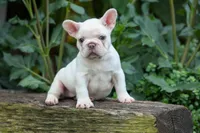 Fiona Rose🎀, a female French Bulldog for sale in Fresno, OH – 3 of 9