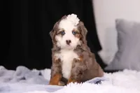 Kiki, a female Miniature Bernedoodle for sale in Fresno, OH – Photo 1 of 6