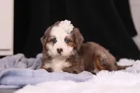 Kiki, a female Miniature Bernedoodle for sale in Fresno, OH – Photo 4 of 6