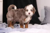 Kiki, a female Miniature Bernedoodle for sale in Fresno, OH – Photo 5 of 6