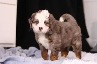 Kiki, a female Miniature Bernedoodle for sale in Fresno, OH – Photo 6 of 6