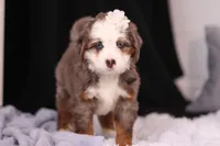 Kiki, a female Miniature Bernedoodle for sale in Fresno, OH – Photo 2 of 6