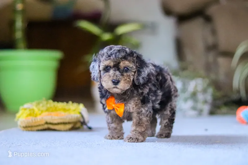 Carter, a male Poodle - Miniature  for sale in Fresno, OH – 1 of 6