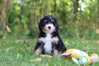 Jannet, a female Miniature Bernedoodle for sale in Fresno, OH – 4 of 6