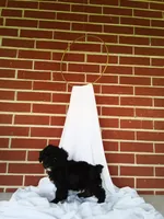 🐾 Meet Jackson – Beautiful F1B Yorkiepoo Puppy! 🐾, a male Yorkipoo for sale in Fresno, OH – 3 of 5
