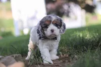 Kai, a male Cavapoo for sale in Fresno, OH – 4 of 7