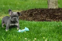 Kilo , a male French Bulldog for sale in Fresno, OH – 5 of 10