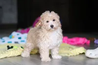 Brodie, a male Havapoo for sale in Fresno, OH – 4 of 7