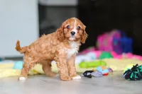 Wynn, a male Cavapoo for sale in Fresno, OH – 5 of 10