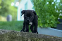 Maverick🩵, a male Staffordshire Bull Terrier for sale in Fresno, OH – 6 of 10