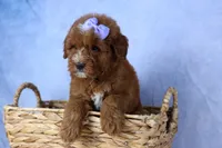 🐾 Meet Natasha – F2B Mini Goldendoodle Puppy 🐾, a female Miniature Goldendoodle for sale in Fresno, OH – 1 of 10