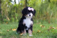 Asia, a female Miniature Bernedoodle for sale in Fresno, OH – 3 of 6