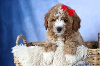 🐾 Meet Neo – F2B Mini Goldendoodle Puppy 🐾, a female Miniature Goldendoodle for sale in Fresno, OH – 4 of 9
